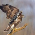 Mäusebussard (Buteo buteo)