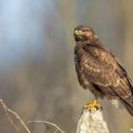 Mäusebussard (Buteo buteo)