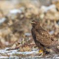 Mäusebussard (Buteo buteo)
