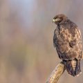 Mäusebussard (Buteo buteo)