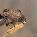 Mäusebussard (Buteo buteo)