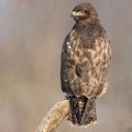 Mäusebussard (Buteo buteo)