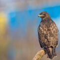 Mäusebussard (Buteo buteo)