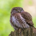 Sperlingskauz (Glaucidium passerinum)