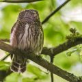 Sperlingskauz (Glaucidium passerinum)