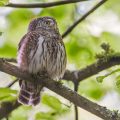 Sperlingskauz (Glaucidium passerinum)