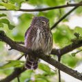 Sperlingskauz (Glaucidium passerinum)