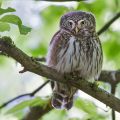Sperlingskauz (Glaucidium passerinum)