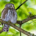 Sperlingskauz (Glaucidium passerinum)