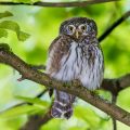 Sperlingskauz (Glaucidium passerinum)