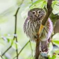 Sperlingskauz (Glaucidium passerinum)