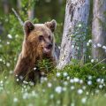 Europäischer Braunbär (Ursus arctos)