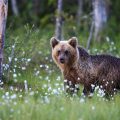 Europäischer Braunbär (Ursus arctos)