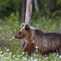 Europäischer Braunbär (Ursus arctos)