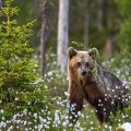 Europäischer Braunbär (Ursus arctos)