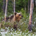 Europäischer Braunbär (Ursus arctos)