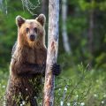 Europäischer Braunbär (Ursus arctos)