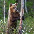 Europäischer Braunbär (Ursus arctos)