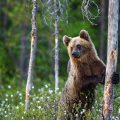 Europäischer Braunbär (Ursus arctos)