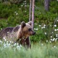 Europäischer Braunbär (Ursus arctos)