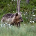 Europäischer Braunbär (Ursus arctos)