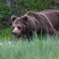 Europäischer Braunbär (Ursus arctos)