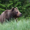 Europäischer Braunbär (Ursus arctos)