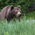 Europäischer Braunbär (Ursus arctos)
