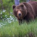 Europäischer Braunbär (Ursus arctos)