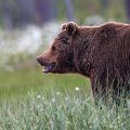 Europäischer Braunbär (Ursus arctos)