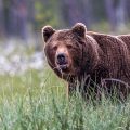 Europäischer Braunbär (Ursus arctos)