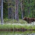 Europäischer Braunbär (Ursus arctos)