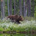 Europäischer Braunbär (Ursus arctos)