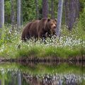 Europäischer Braunbär (Ursus arctos)