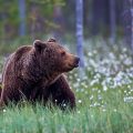 Europäischer Braunbär (Ursus arctos)