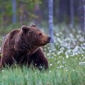 Europäischer Braunbär (Ursus arctos)