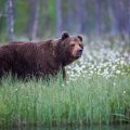 Europäischer Braunbär (Ursus arctos)