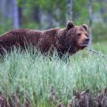 Europäischer Braunbär (Ursus arctos)