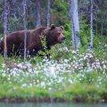 Europäischer Braunbär (Ursus arctos)