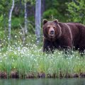 Europäischer Braunbär (Ursus arctos)