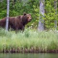 Europäischer Braunbär (Ursus arctos)