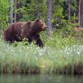 Europäischer Braunbär (Ursus arctos)