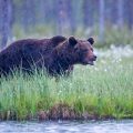 Europäischer Braunbär (Ursus arctos)