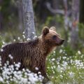 Europäischer Braunbär (Ursus arctos)