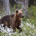 Europäischer Braunbär (Ursus arctos)