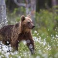 Europäischer Braunbär (Ursus arctos)