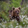 Europäischer Braunbär (Ursus arctos)