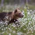 Europäischer Braunbär (Ursus arctos)
