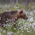Europäischer Braunbär (Ursus arctos)