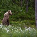 Europäischer Braunbär (Ursus arctos)